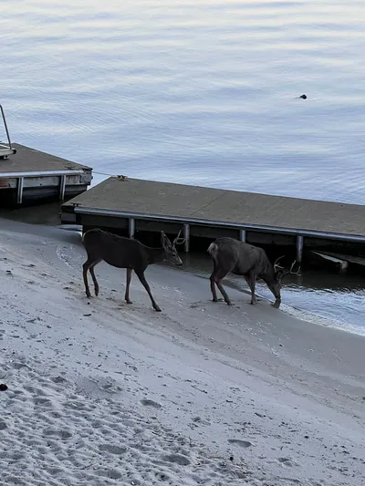 Some visitors on the lake. 🦌 https://t.co/HXJXG46DrY